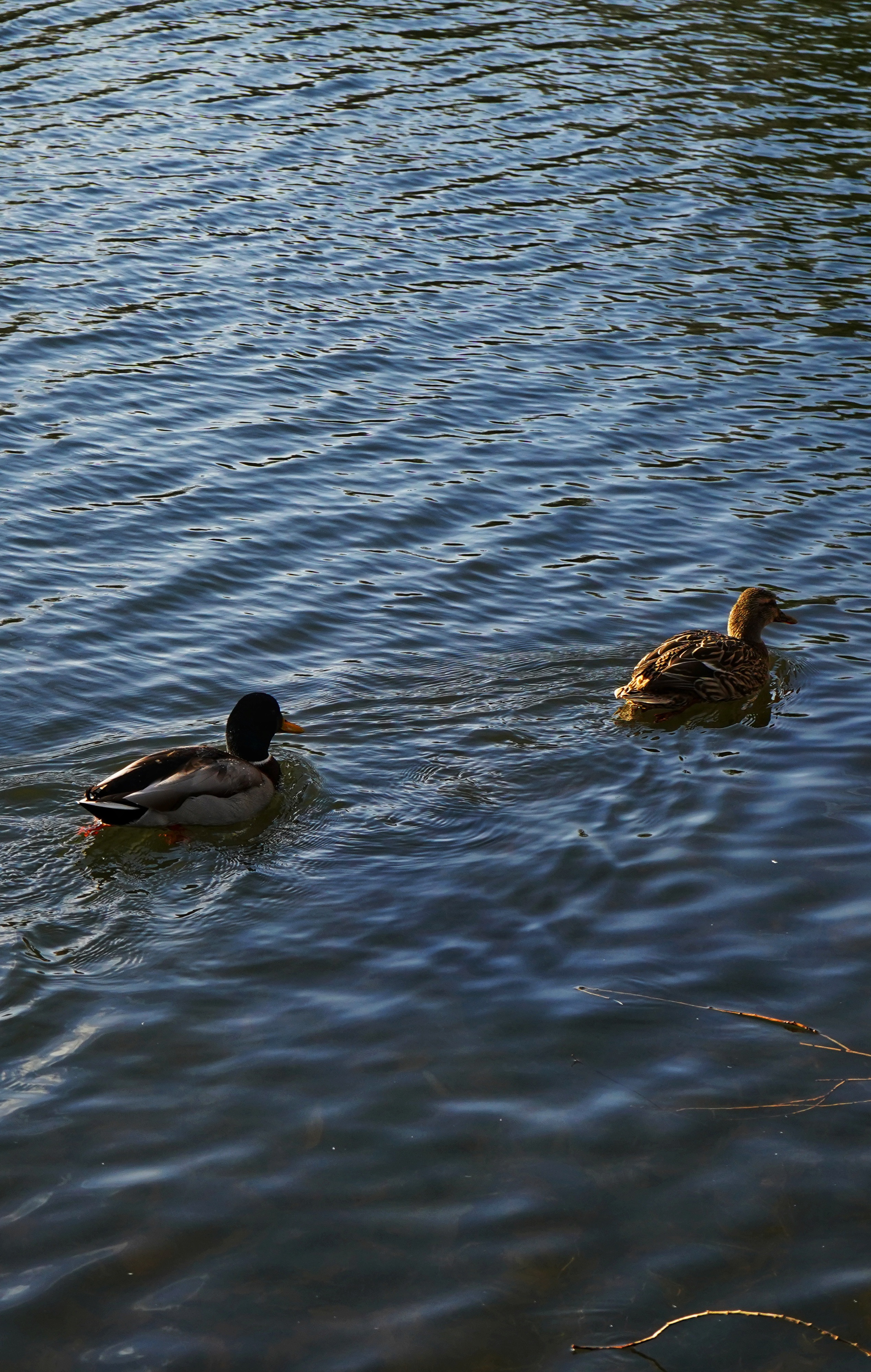 Quack Quack