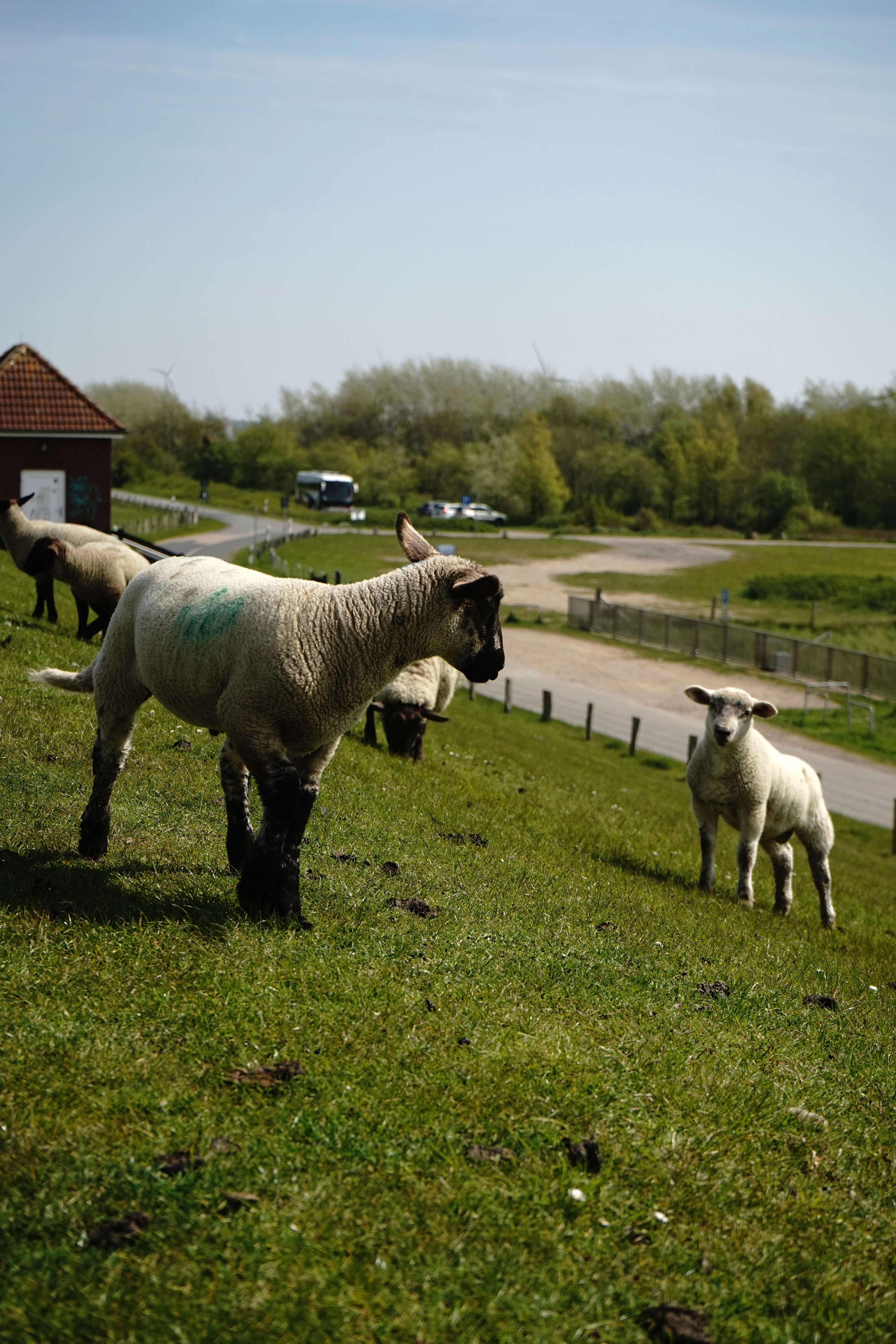 Pasture Visitors