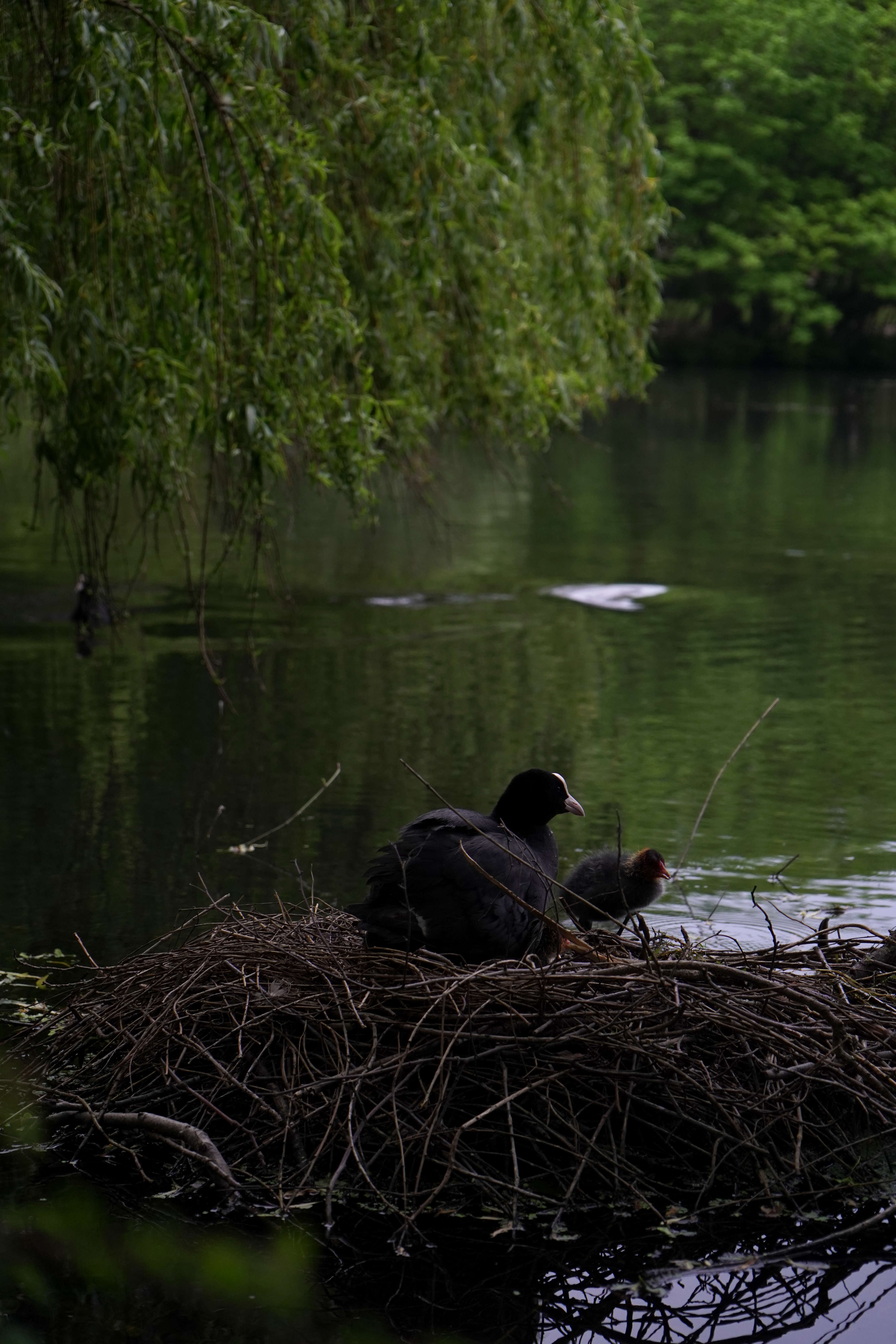 The Nest