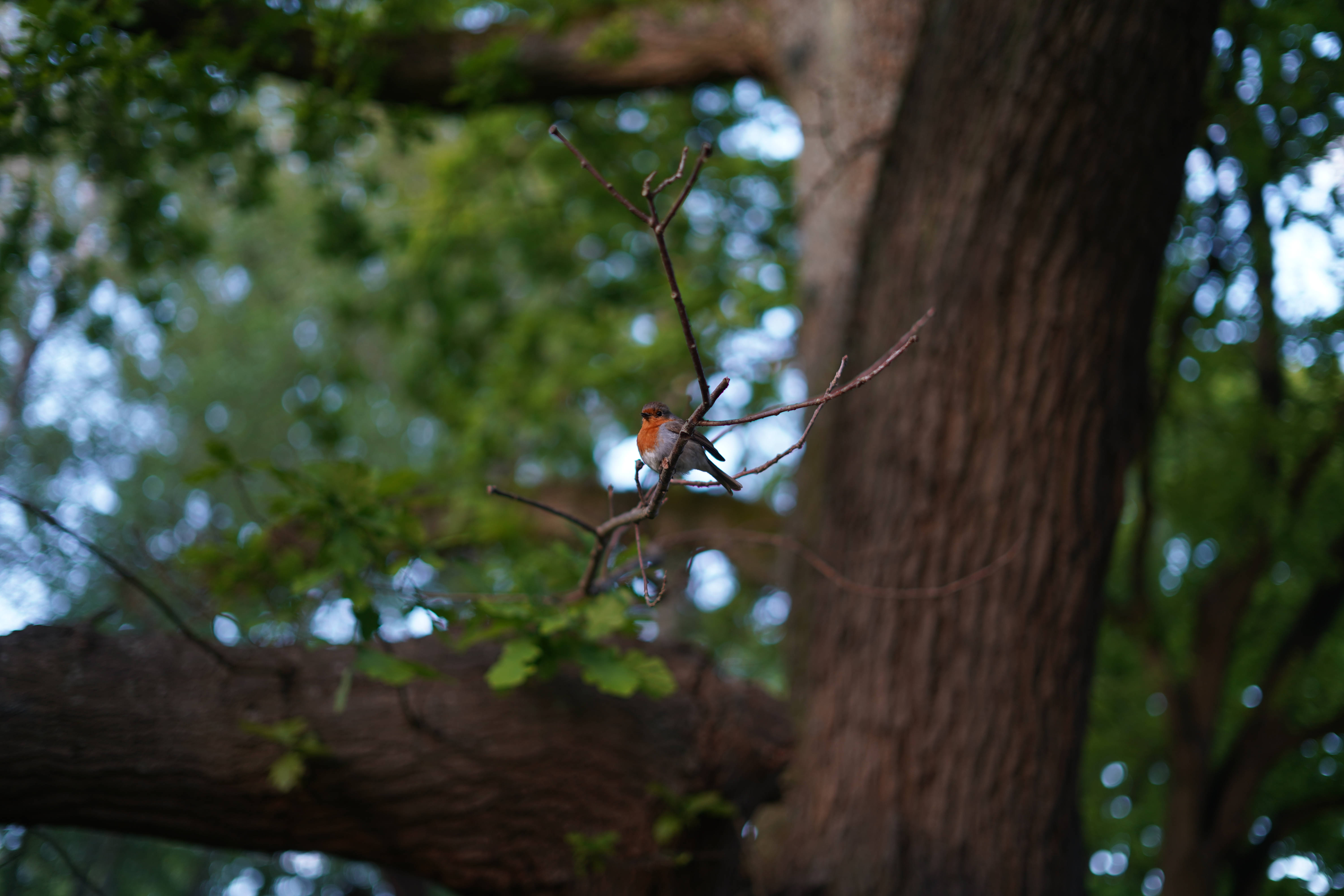 Small Bird