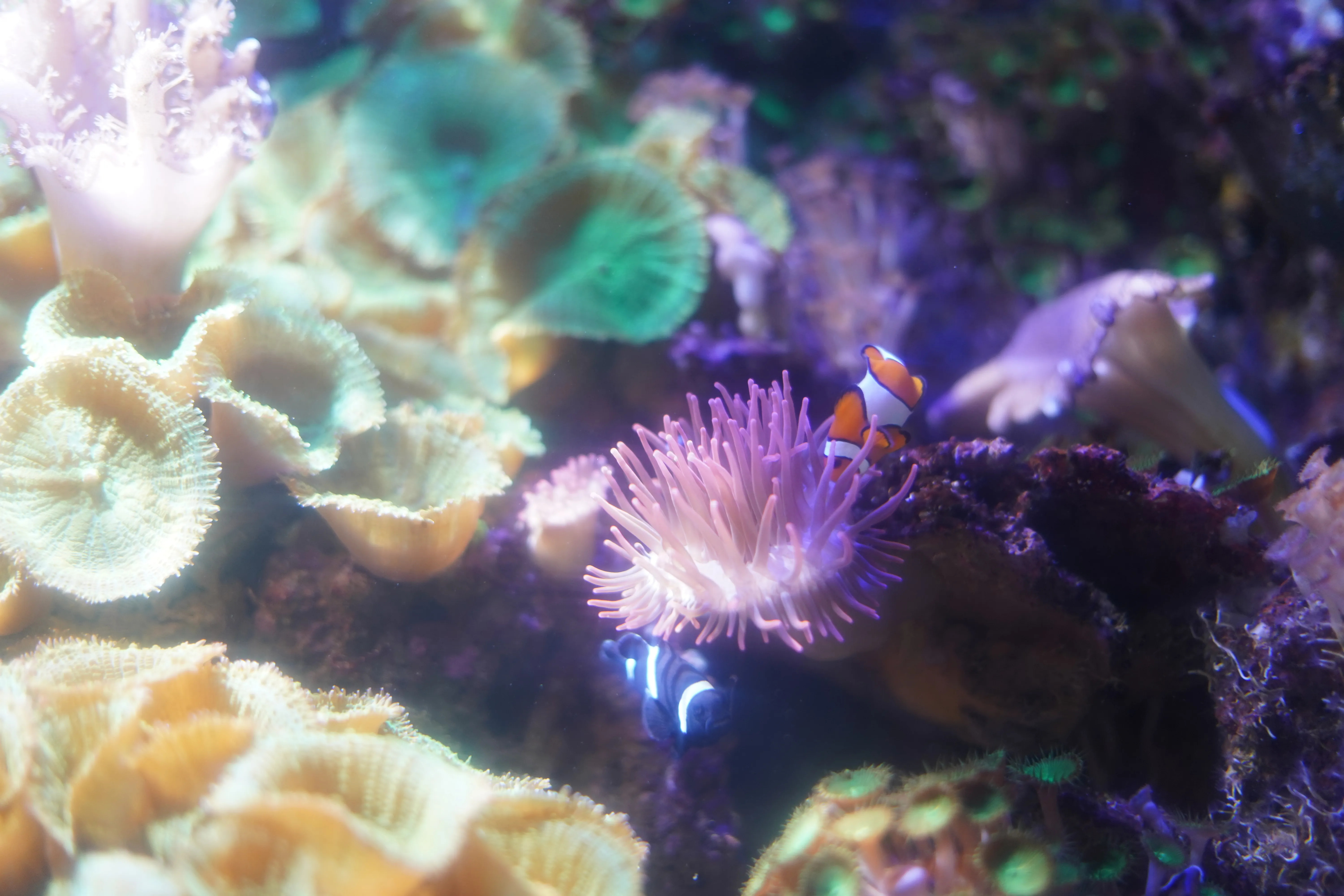 Anemone Hideout