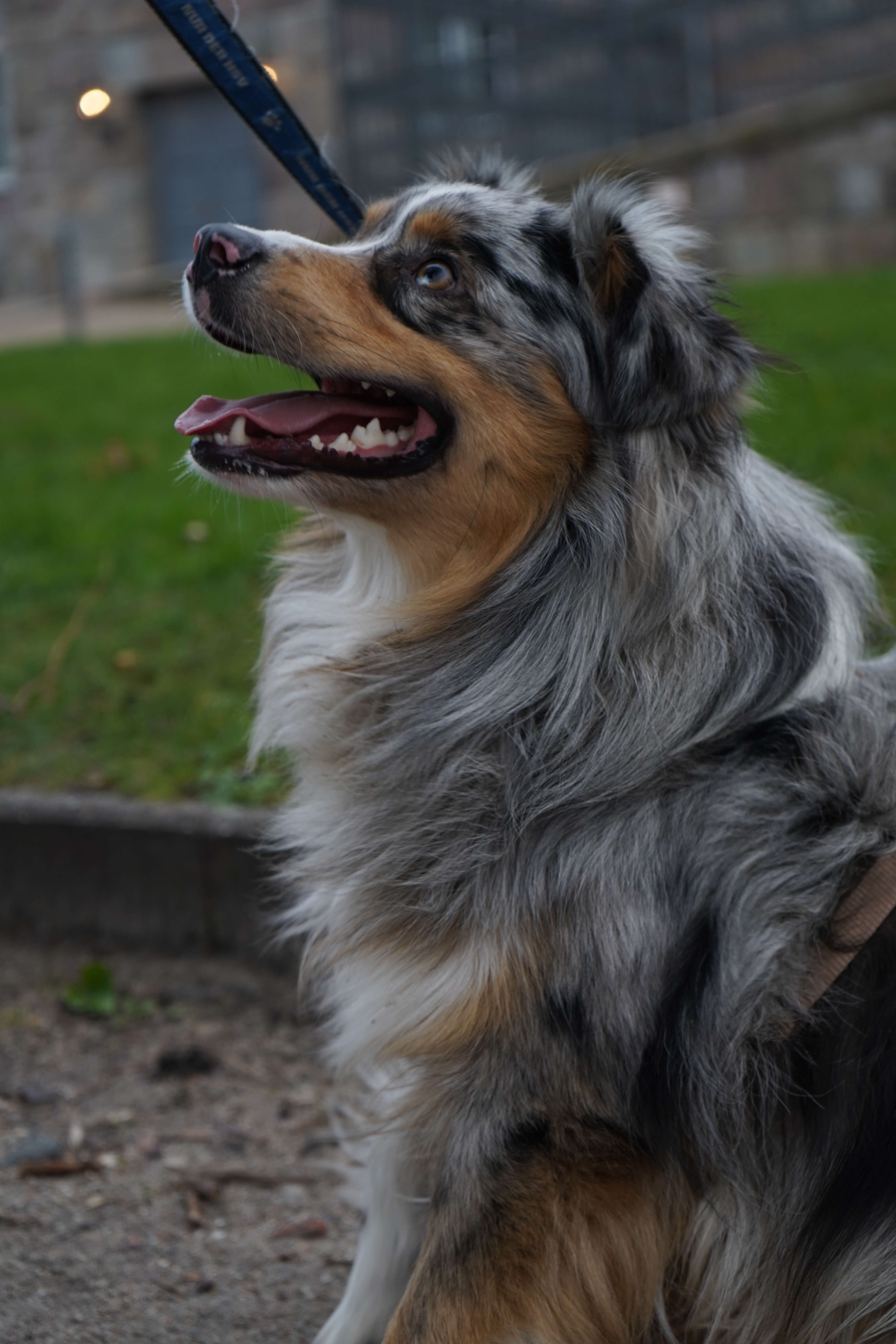 Good Boy